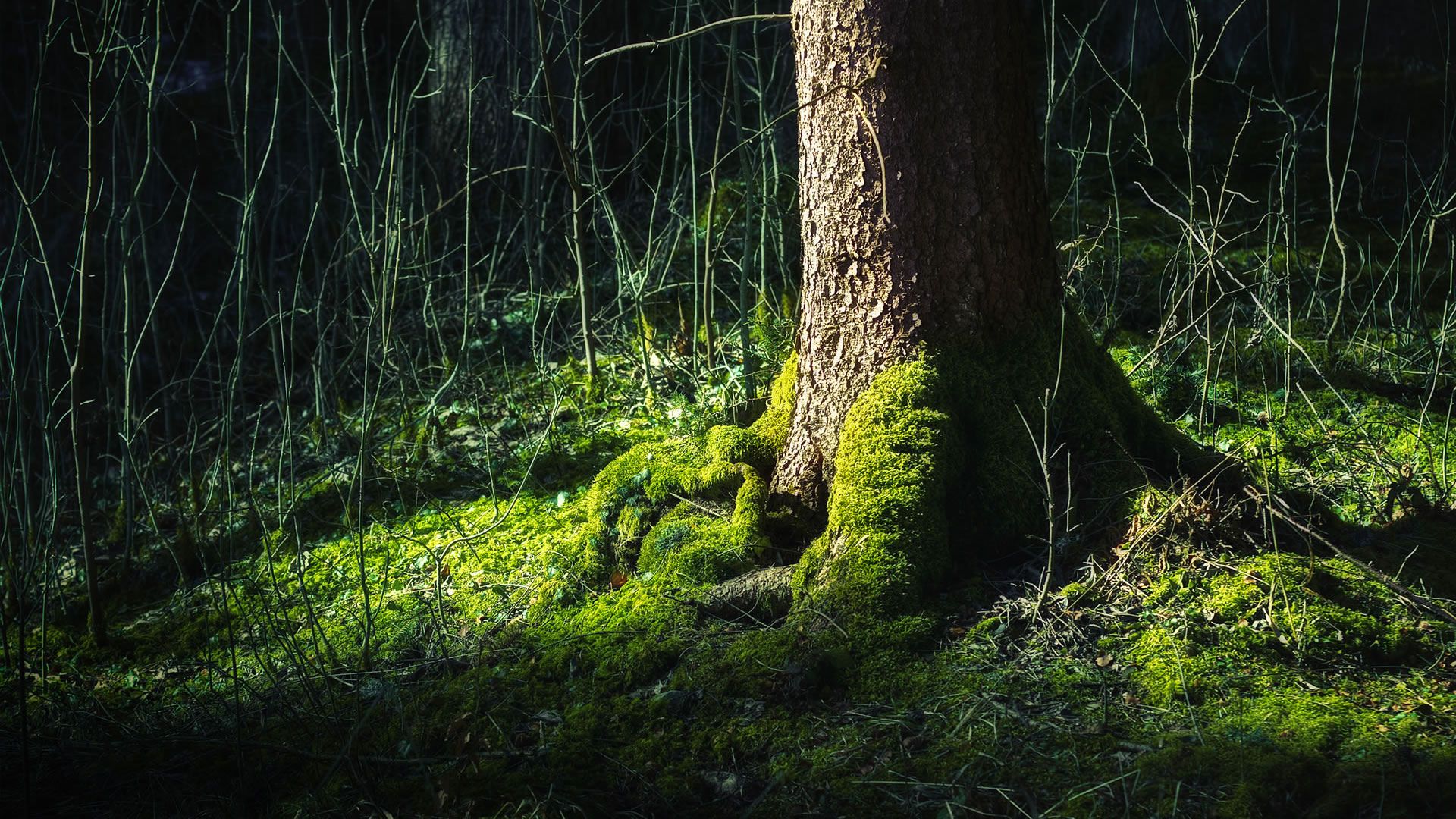 Fonds d'cran Nature Arbres - Forts 