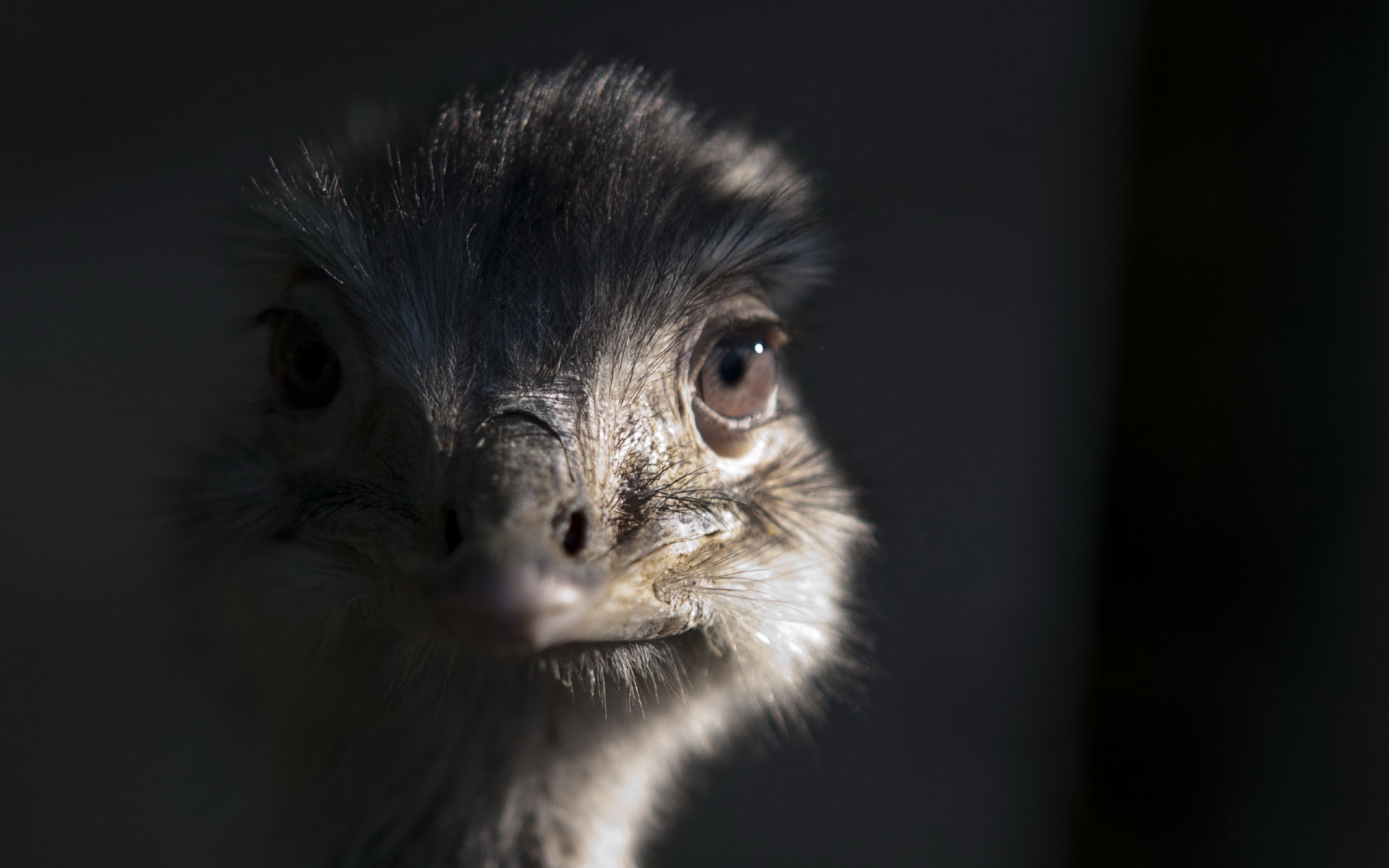 Fonds d'cran Animaux Oiseaux - Autruches et Emeus 