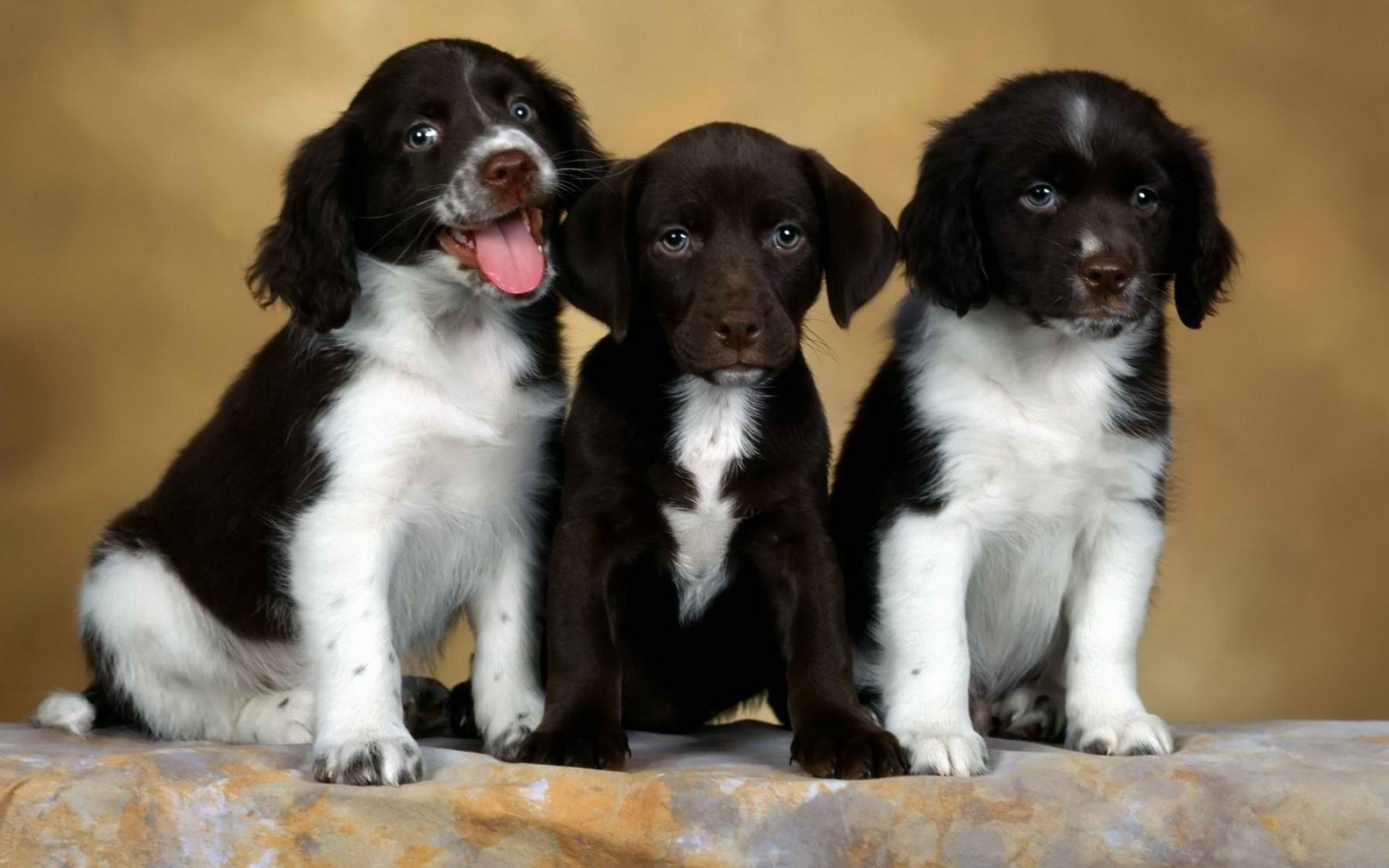 Fonds d'cran Animaux Chiens 