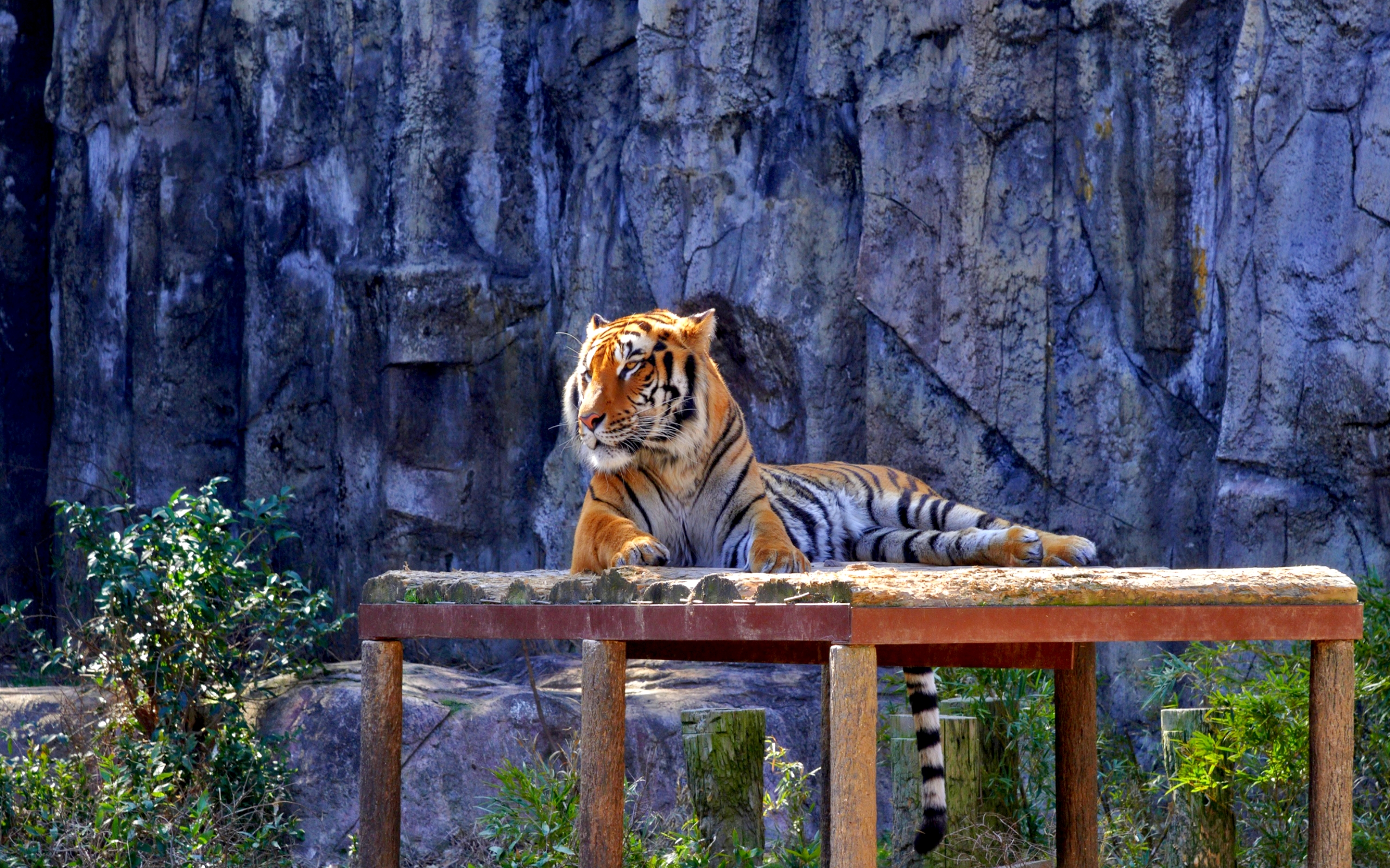 Fonds d'cran Animaux Flins - Tigres 