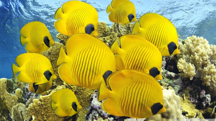 Wallpapers Animals Sealife - Fishes Wallpaper N334811