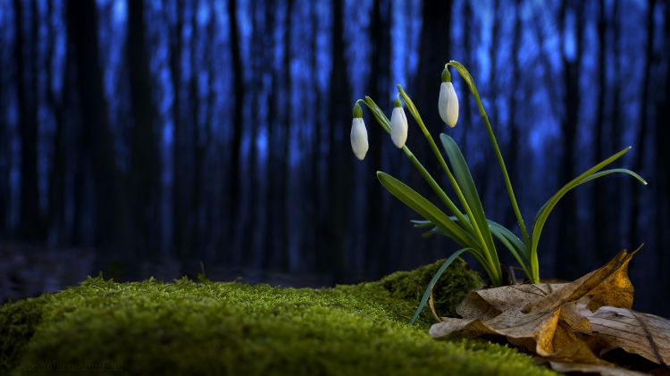 Fonds d'cran Nature Fleurs perce-neiges