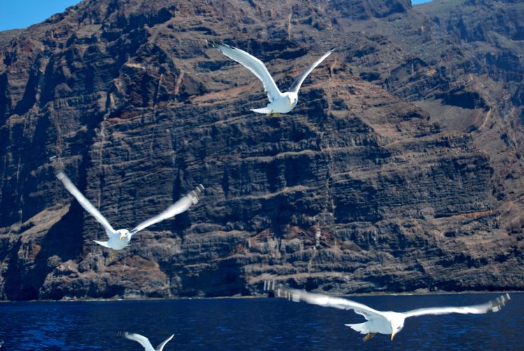 Fonds d'cran Animaux Oiseaux - Mouettes et Golands Wallpaper N334873