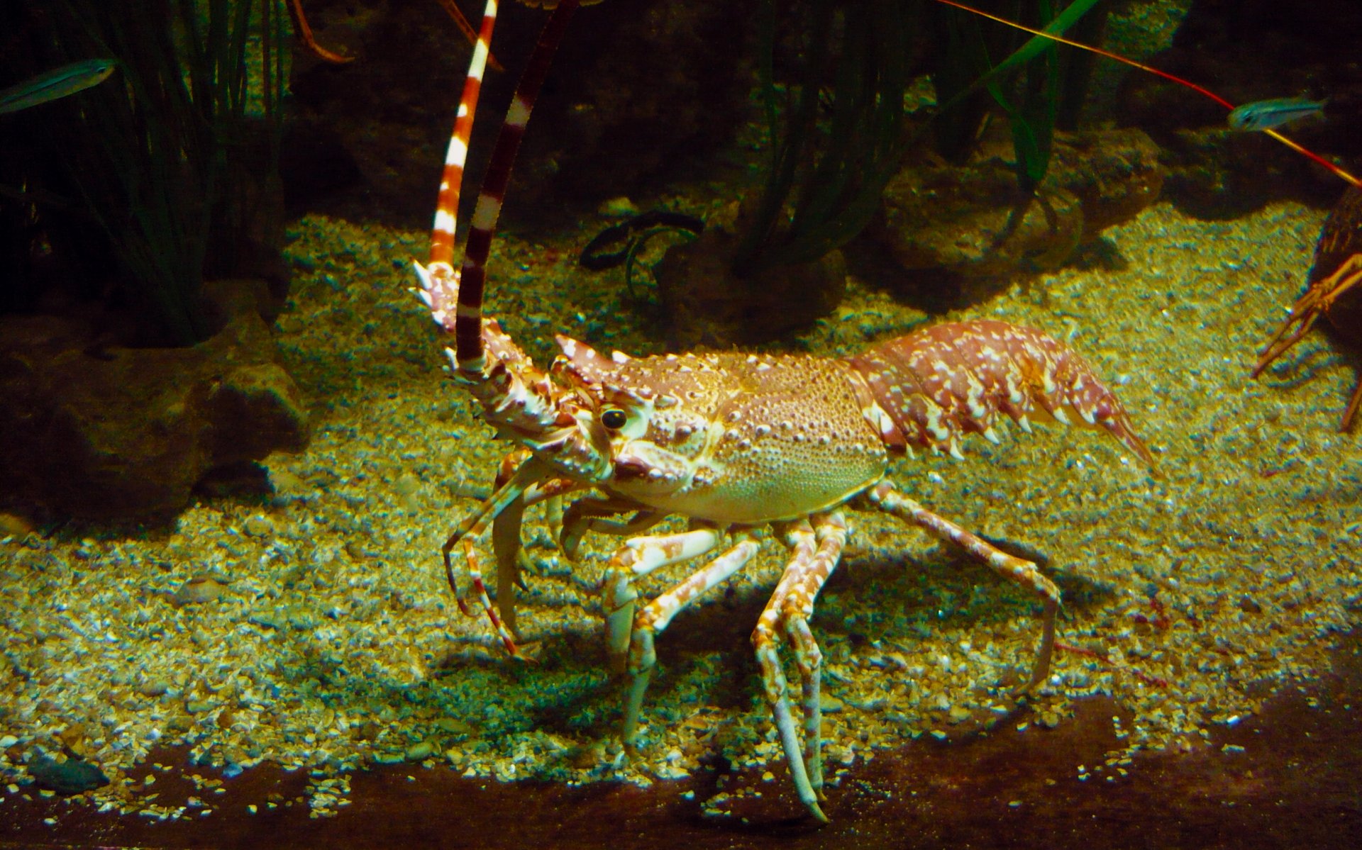 Fonds d'cran Animaux Vie marine - Crustacs Au fond, la langouste c'est bon!