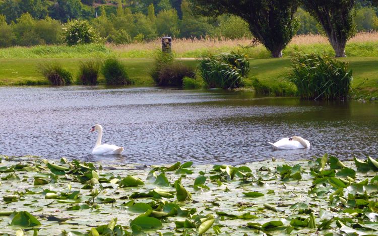 Fonds d'cran Nature Lacs - Etangs Petit étang normand