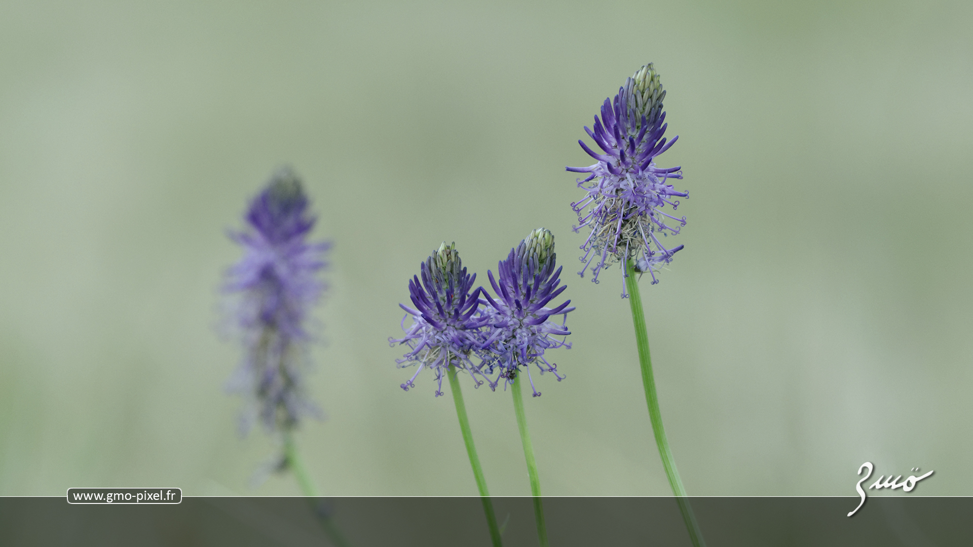 Fonds d'cran Nature Fleurs Raiponce