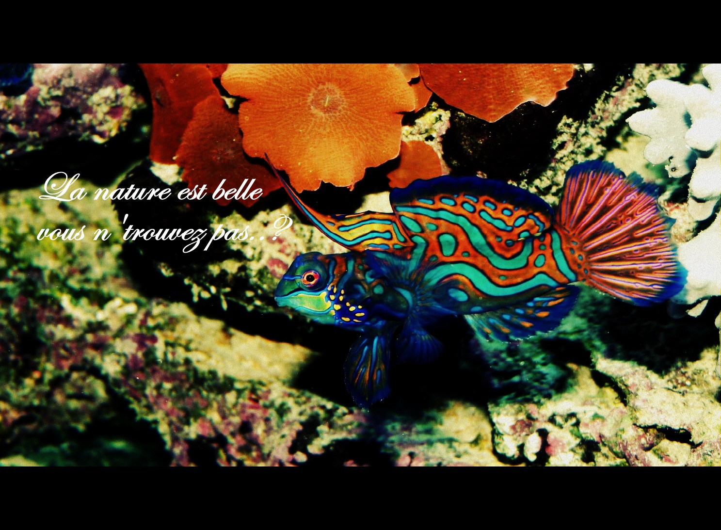 Wallpapers Animals Sealife - Fishes Poisson