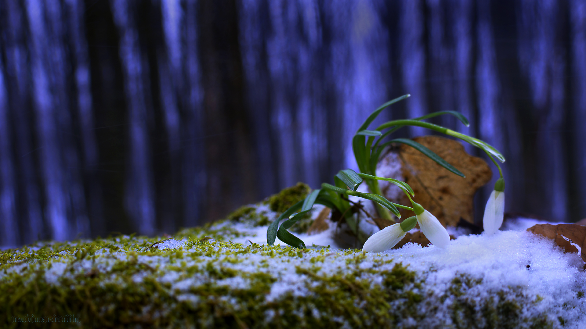 Fonds d'cran Nature Fleurs Perce-neige 2