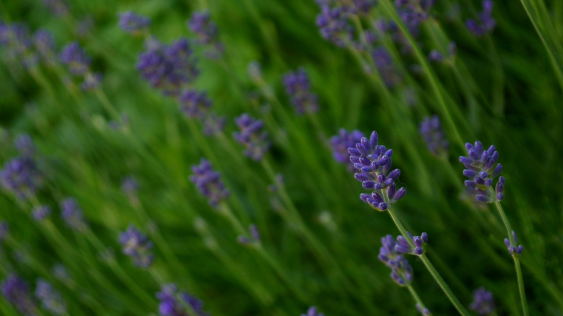 Fonds d'cran Nature Fleurs 