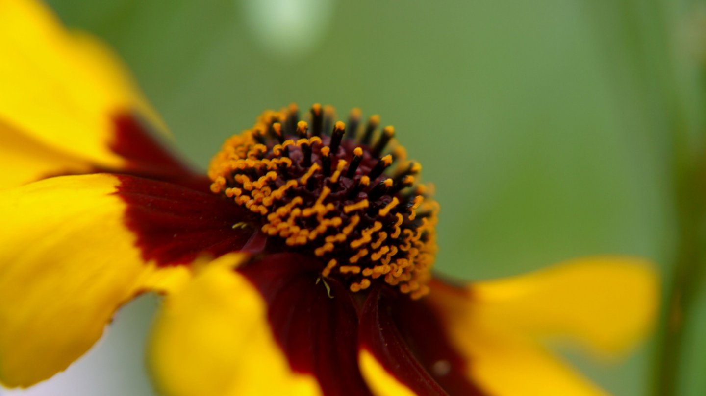 Fonds d'cran Nature Fleurs 