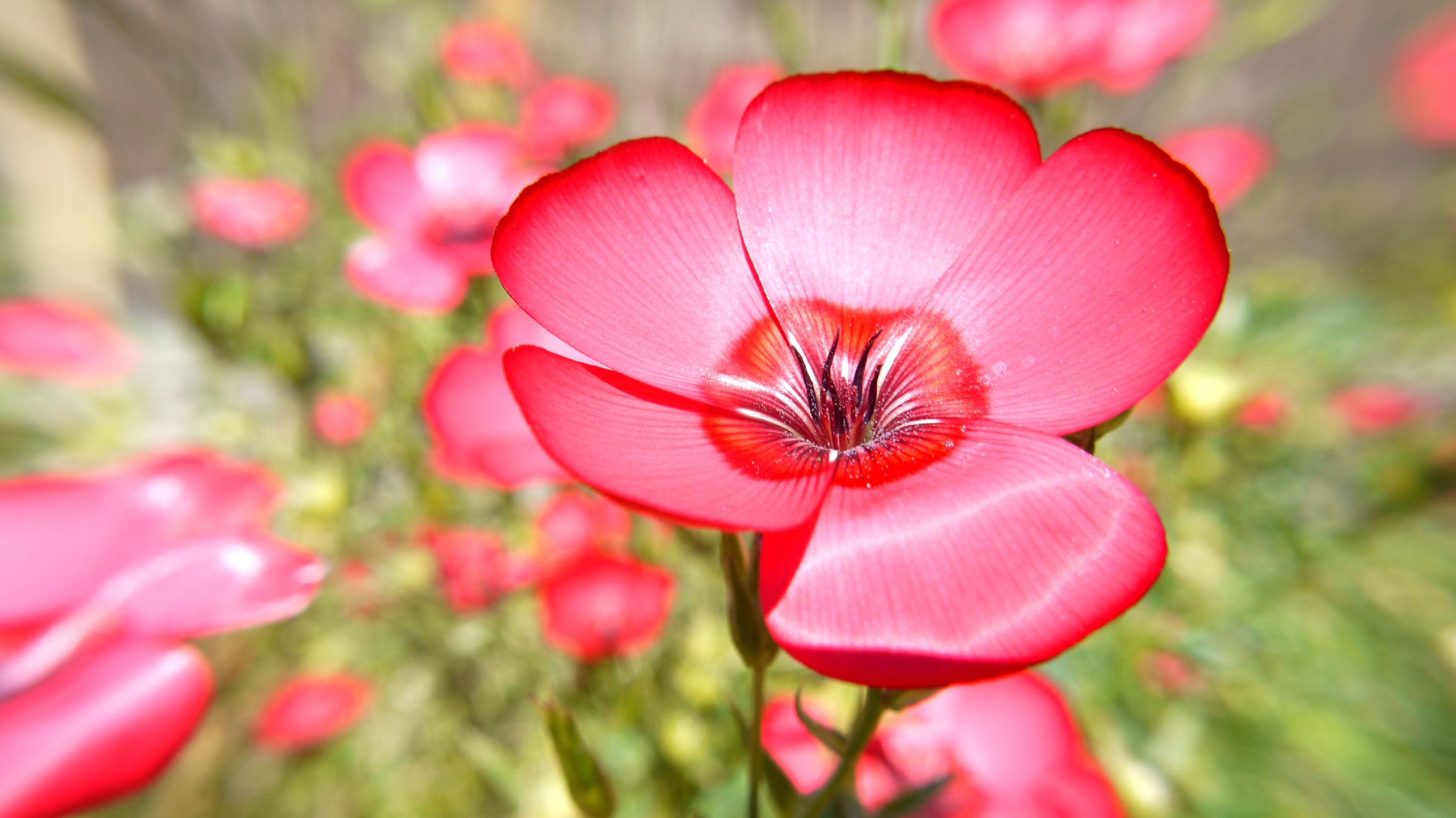 Fonds d'cran Nature Fleurs 