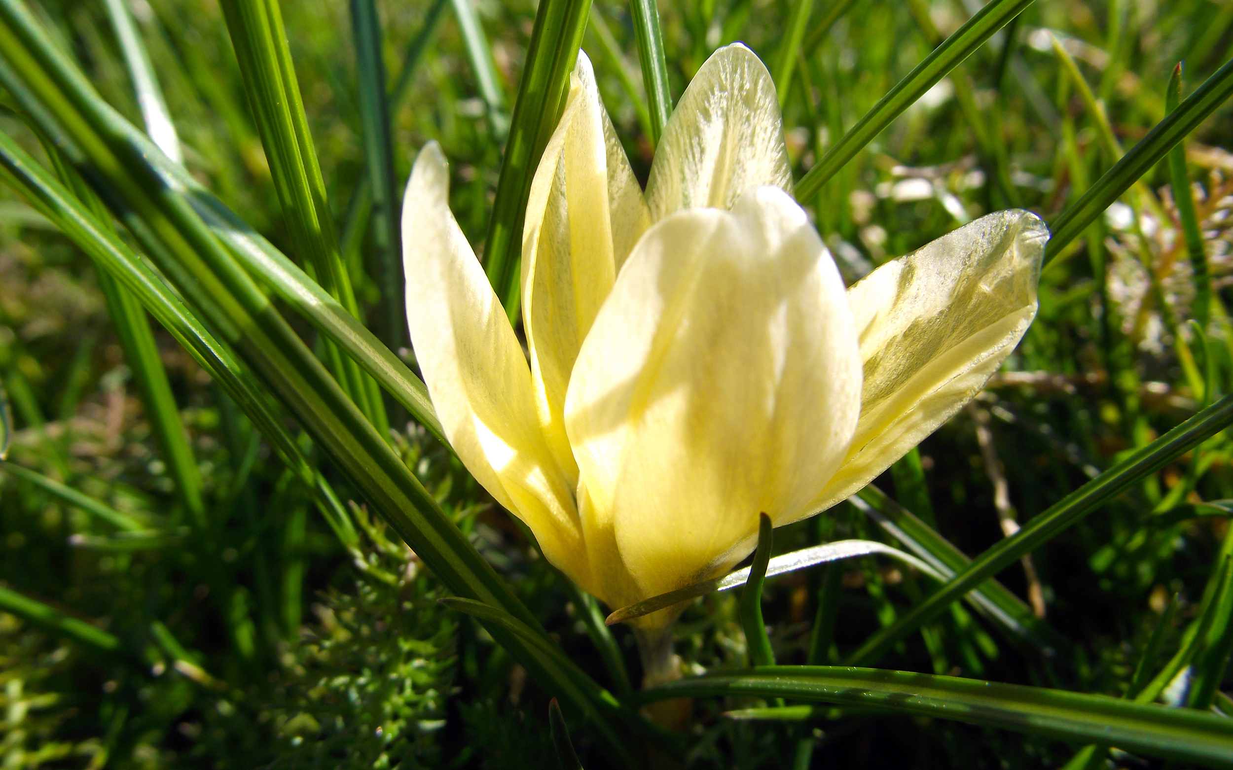 Fonds d'cran Nature Fleurs 