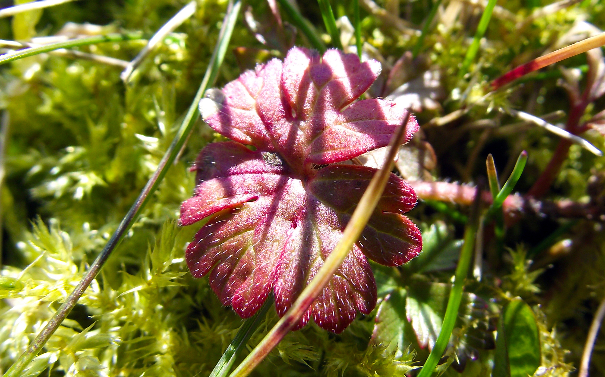 Fonds d'cran Nature Fleurs 