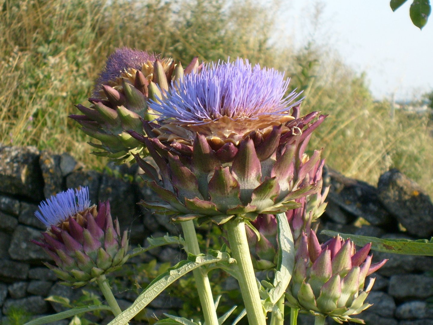 Fonds d'cran Nature Fleurs 