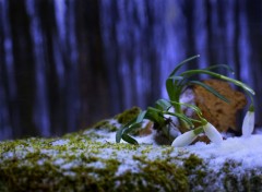  Nature Perce-neige 2