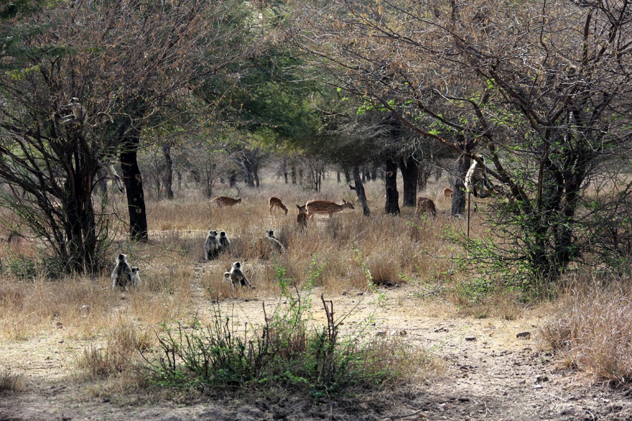 Fonds d'cran Animaux Singes Des singes et des cerfs