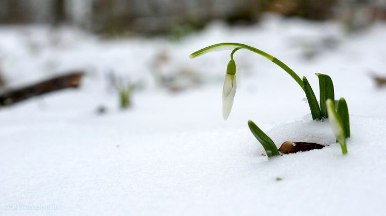 Fonds d'cran Nature Fleurs Perce-neige 3.	