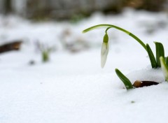  Nature Perce-neige 3.	