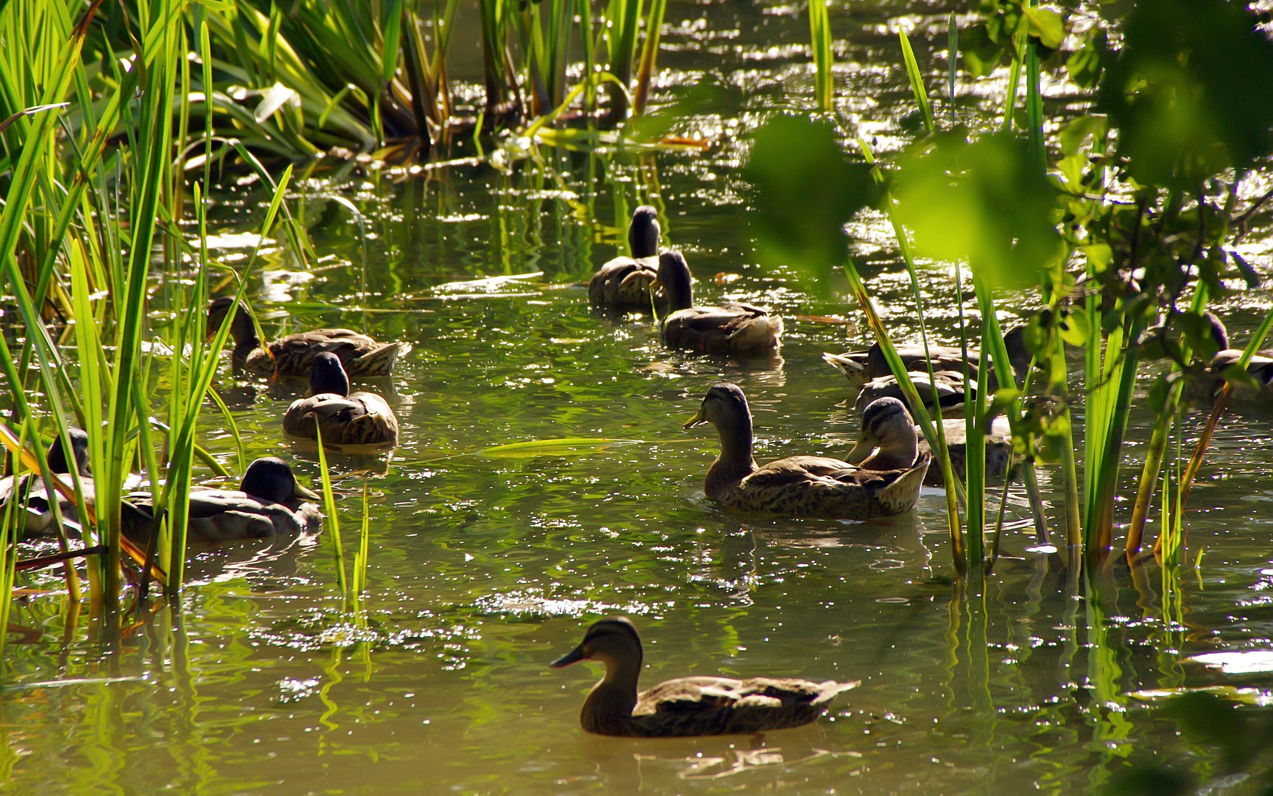 Wallpapers Animals Birds - Ducks 