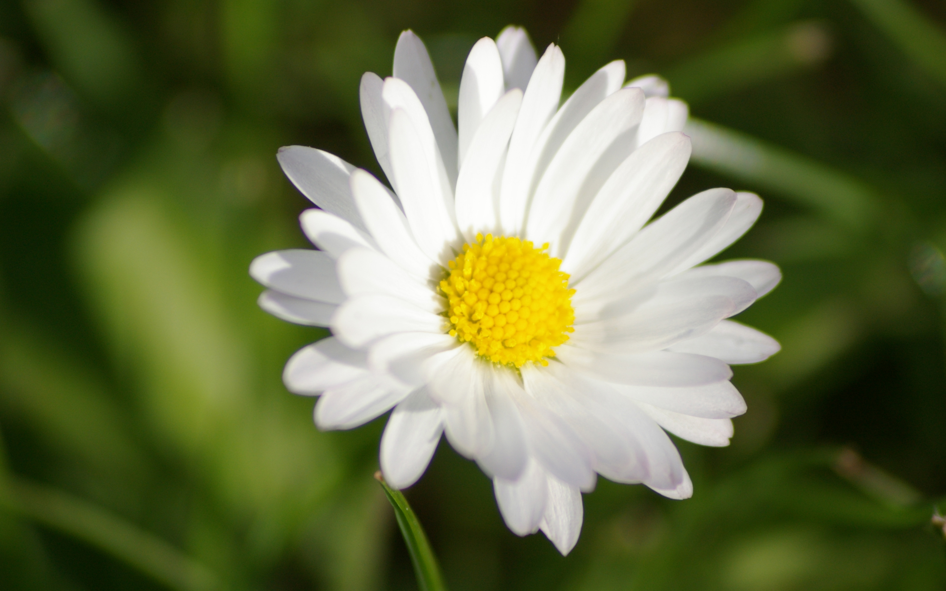 Fonds d'cran Nature Fleurs 