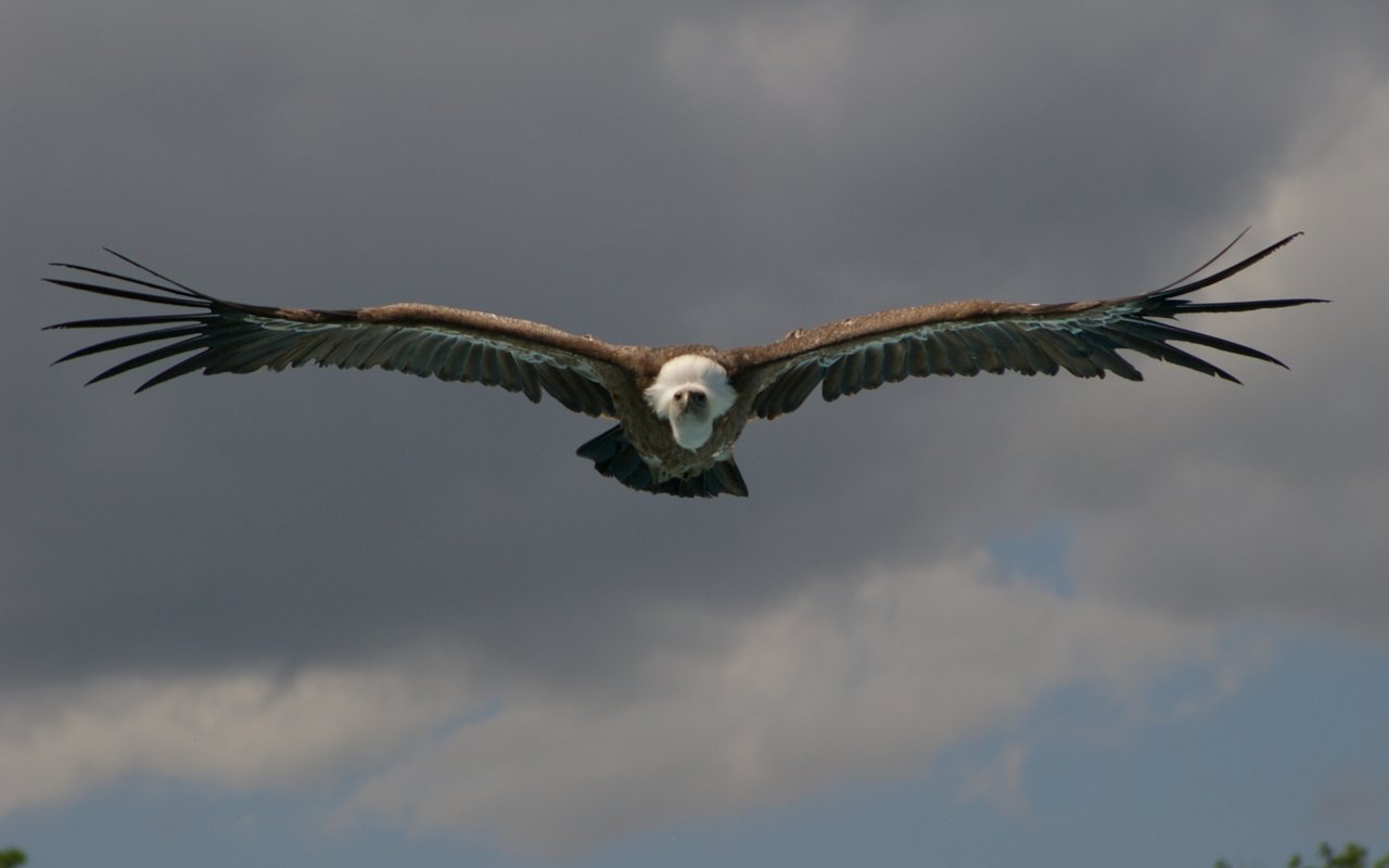 Fonds d'cran Animaux Oiseaux - Vautours 