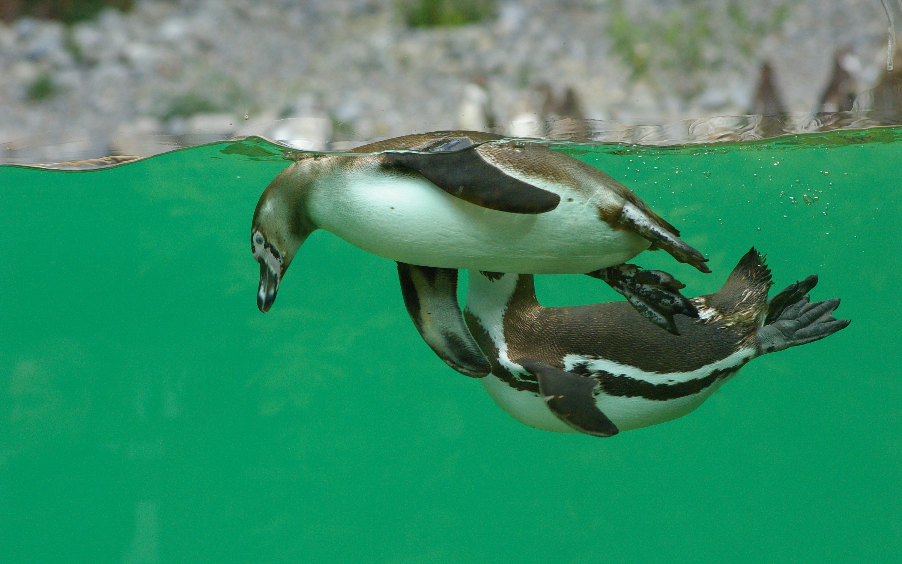 Fonds d'cran Animaux Oiseaux - Manchots 