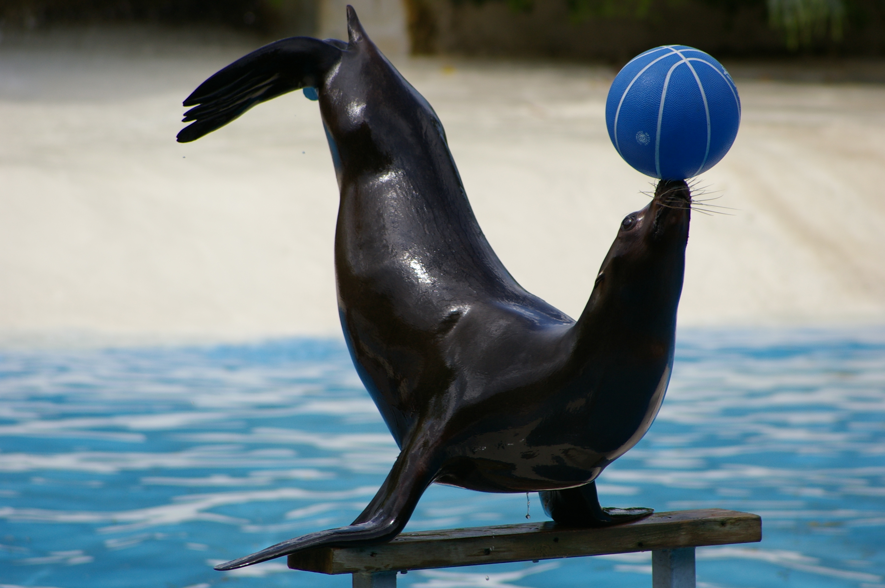 Fonds d'cran Animaux Vie marine - Otaries 