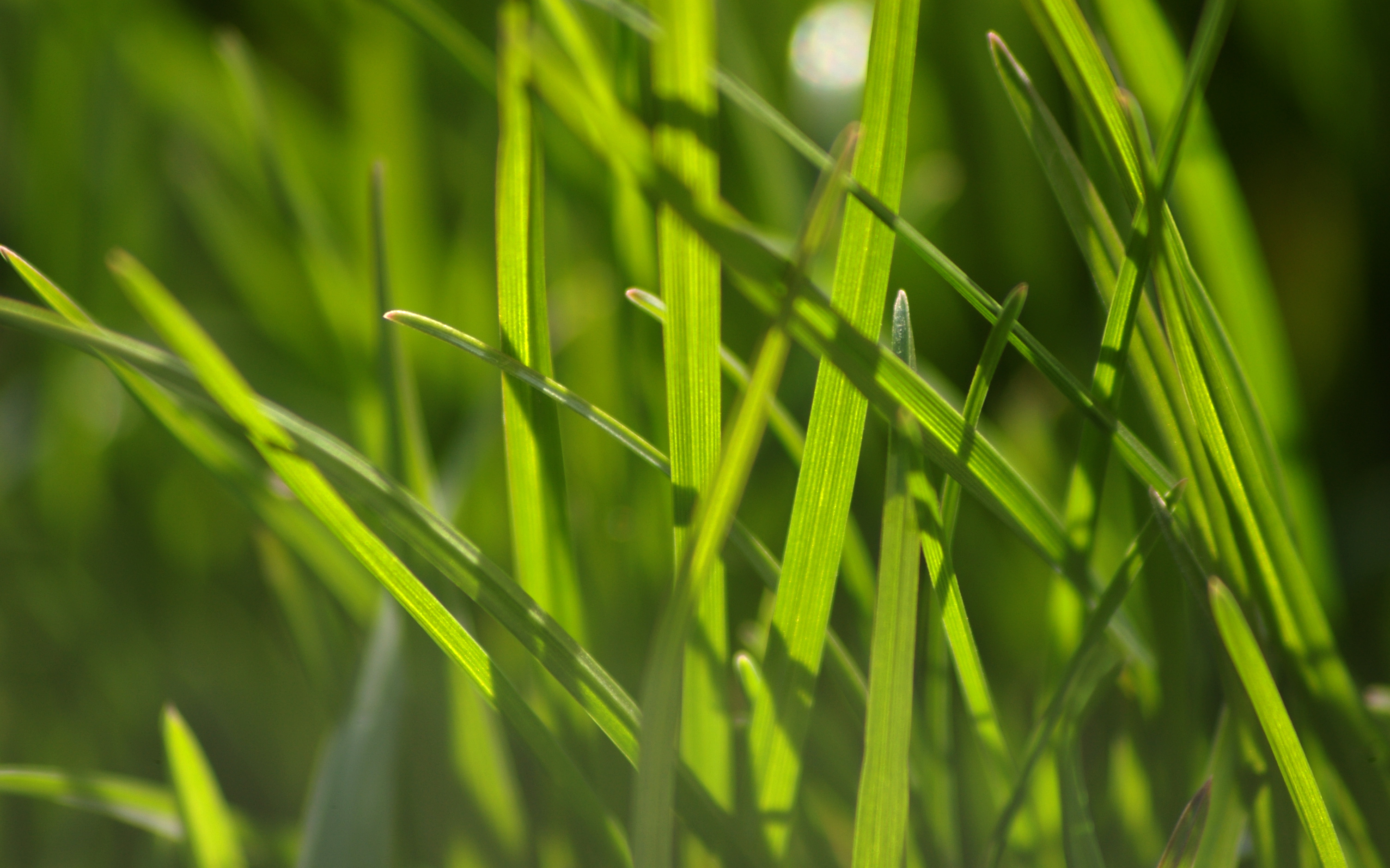 Fonds d'cran Nature Herbes 