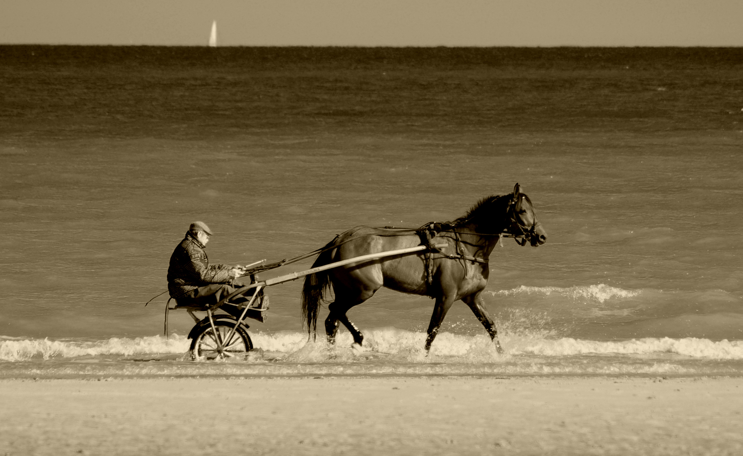 Fonds d'cran Animaux Chevaux 