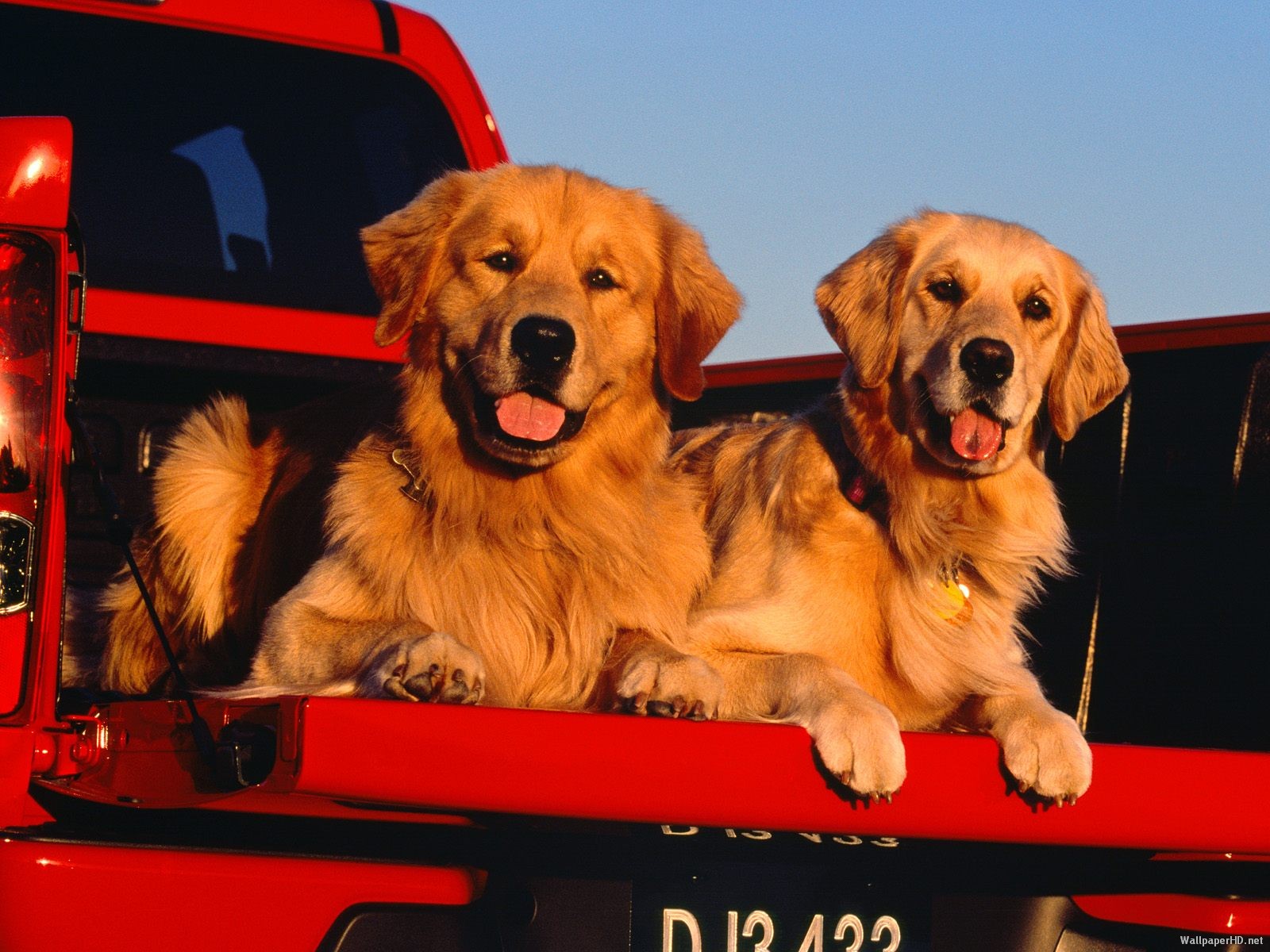 Fonds d'cran Animaux Chiens 