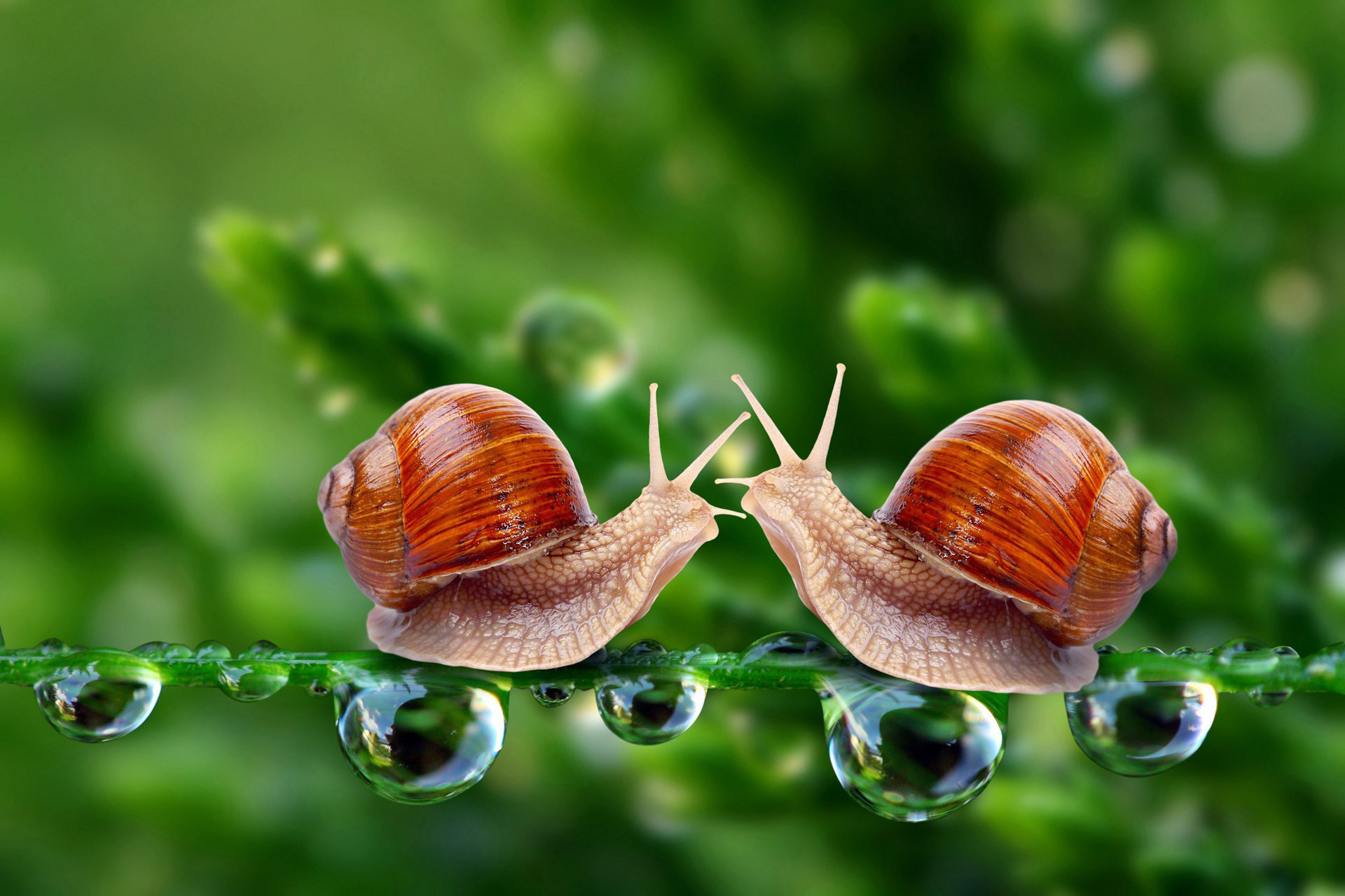 Fonds d'cran Animaux Escargots - Limaces 