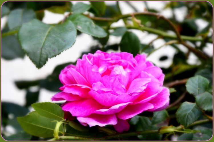 Fonds d'cran Nature Fleurs Fleur du Mâle