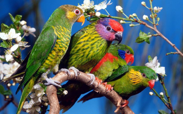 Wallpapers Animals Birds - Parrots Wallpaper N335349