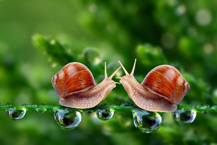 Fonds d'cran Animaux Escargots - Limaces Wallpaper N335365