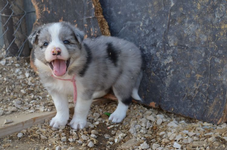 Fonds d'cran Animaux Chiens Border Collie