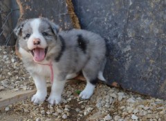  Animaux Border Collie