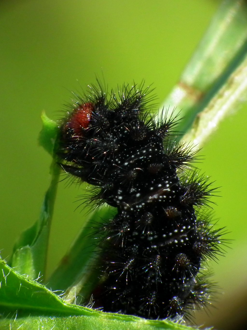 Wallpapers Animals Insects - Caterpillars Melitae cinxia (Chenille de la Mélitée du Plantain)