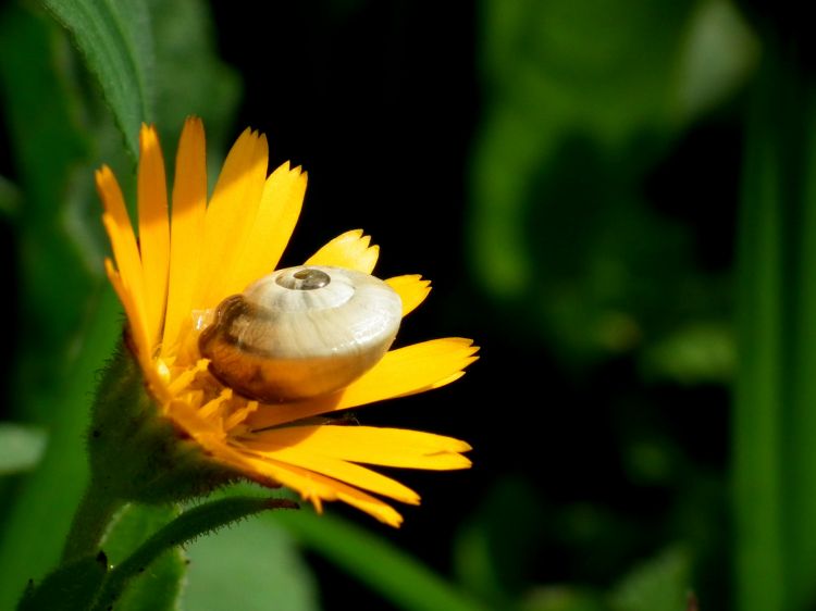 Fonds d'cran Animaux Escargots - Limaces Wallpaper N335492