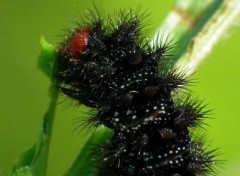  Animals Melitae cinxia (Chenille de la Mélitée du Plantain)