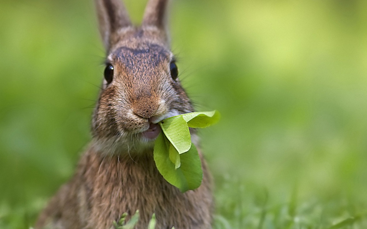 Fonds d'cran Animaux Lapins - Livres 