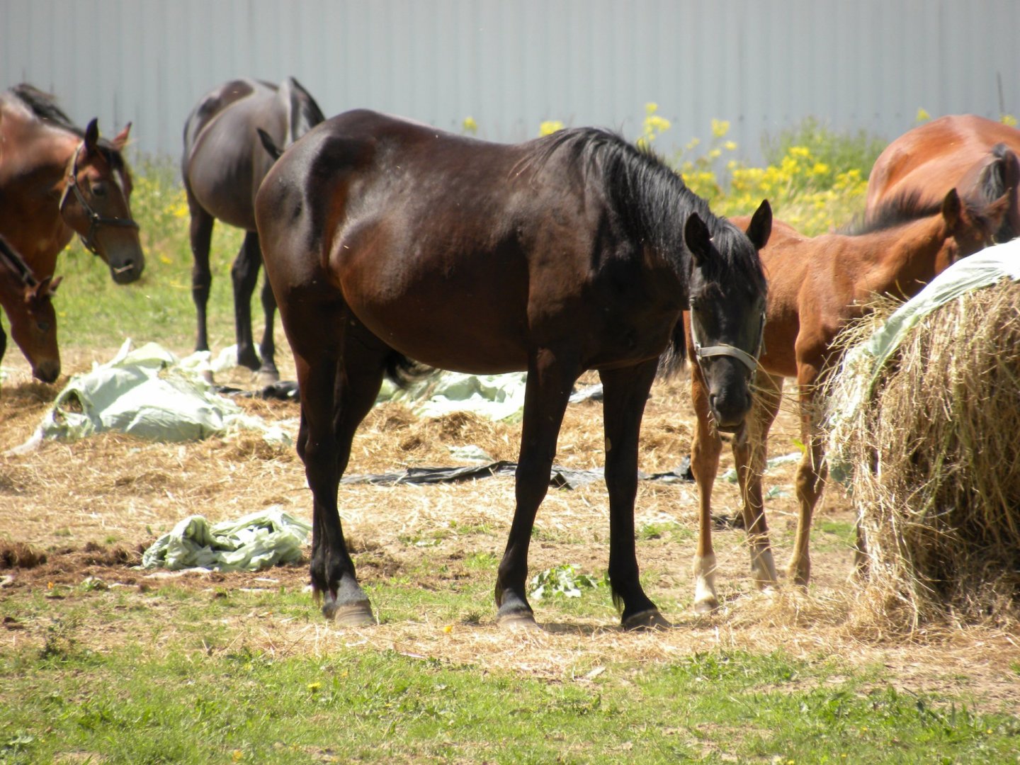 Wallpapers Animals Horses 