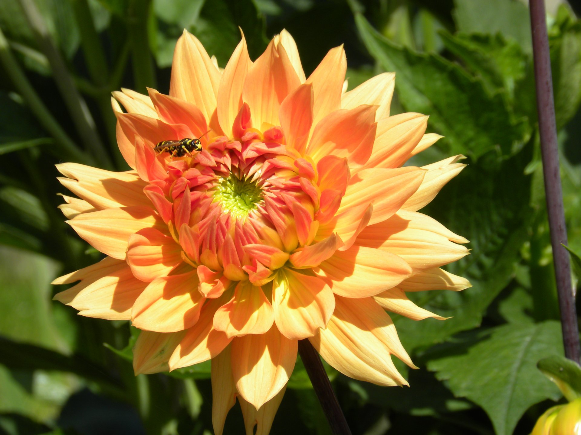 Fonds d'cran Nature Fleurs 