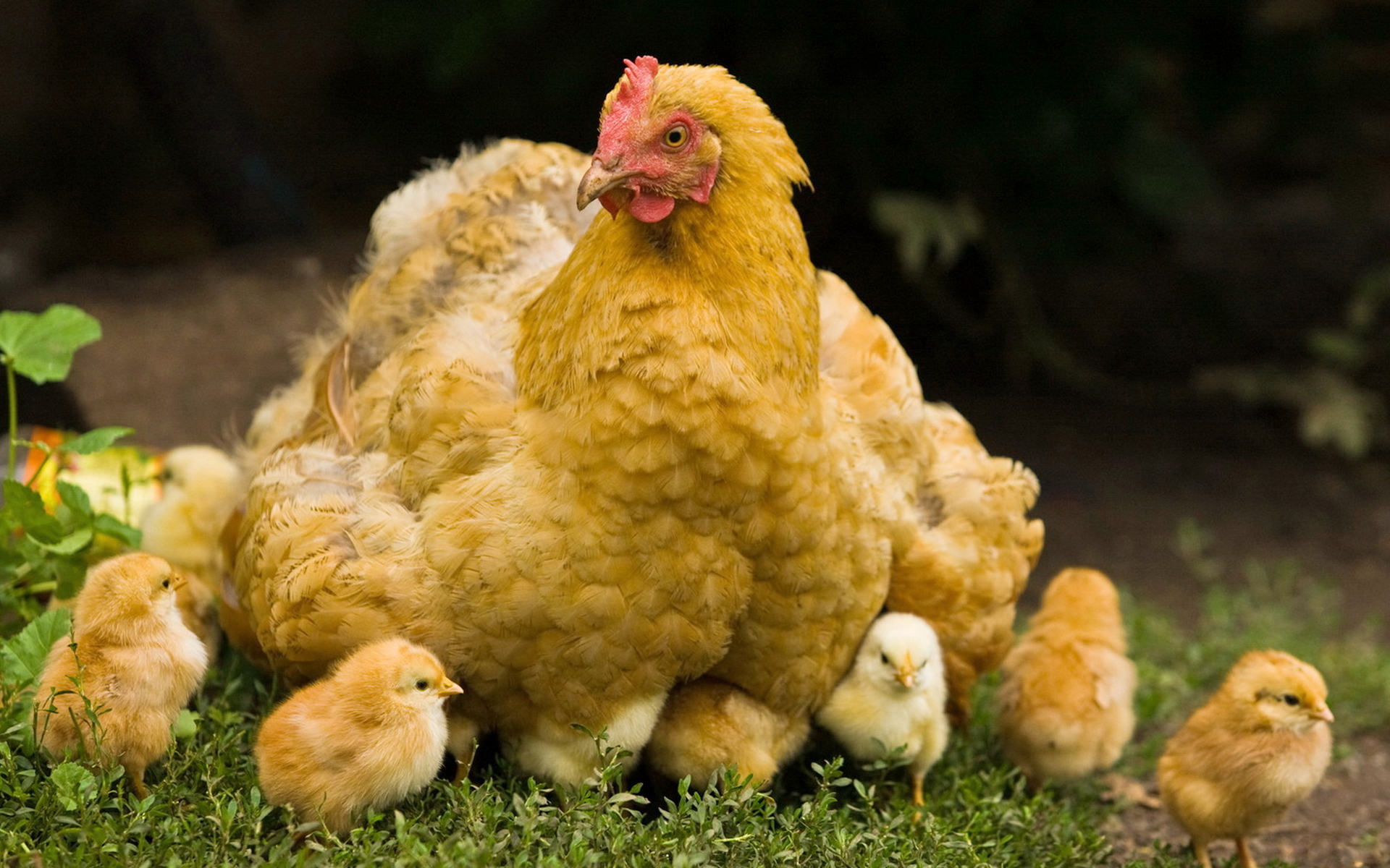 Fonds d'cran Animaux Oiseaux - Poules et Coqs 