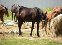  Animaux Image sans titre N335544