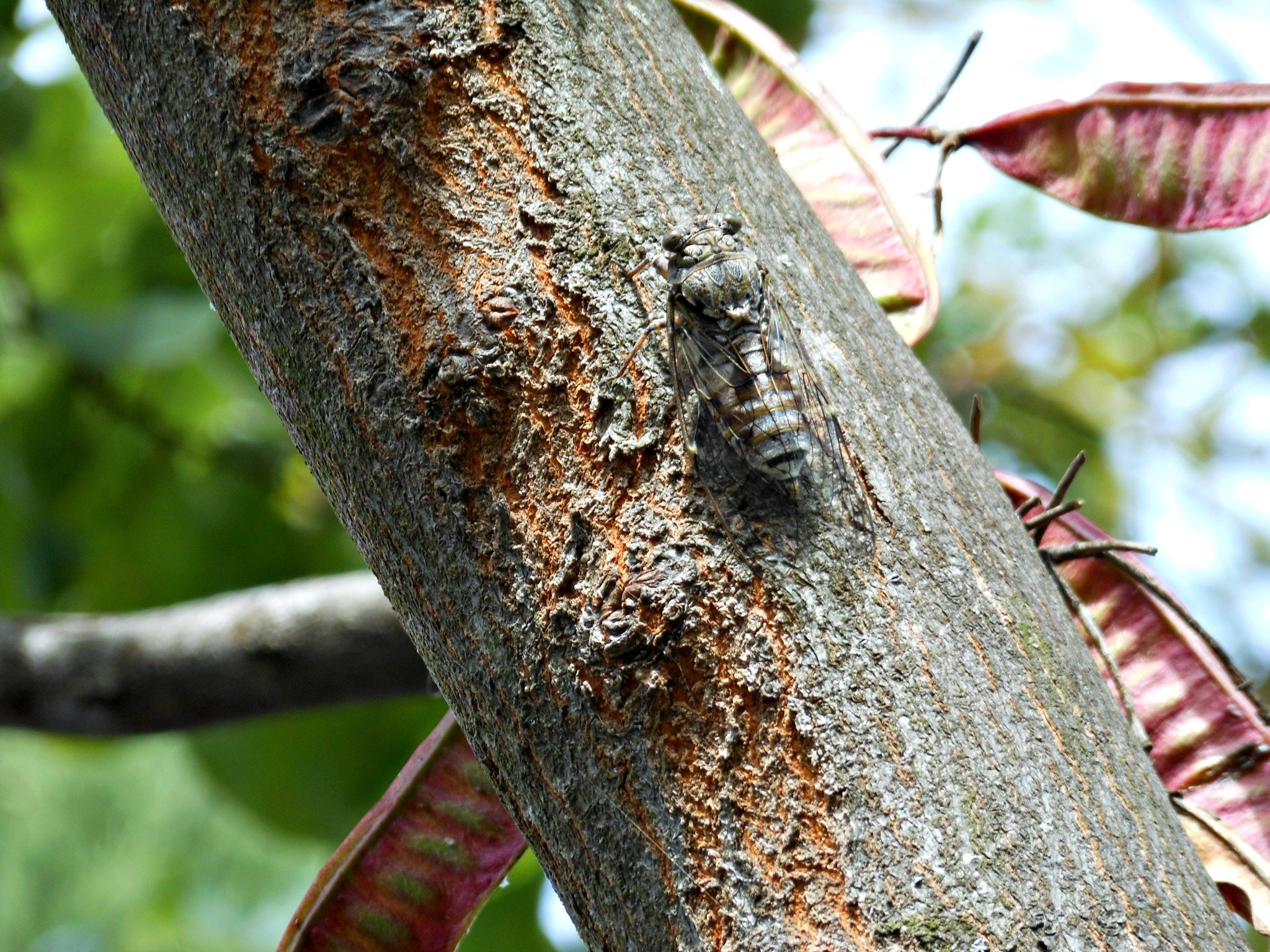 Wallpapers Animals Insects - Cicadas 