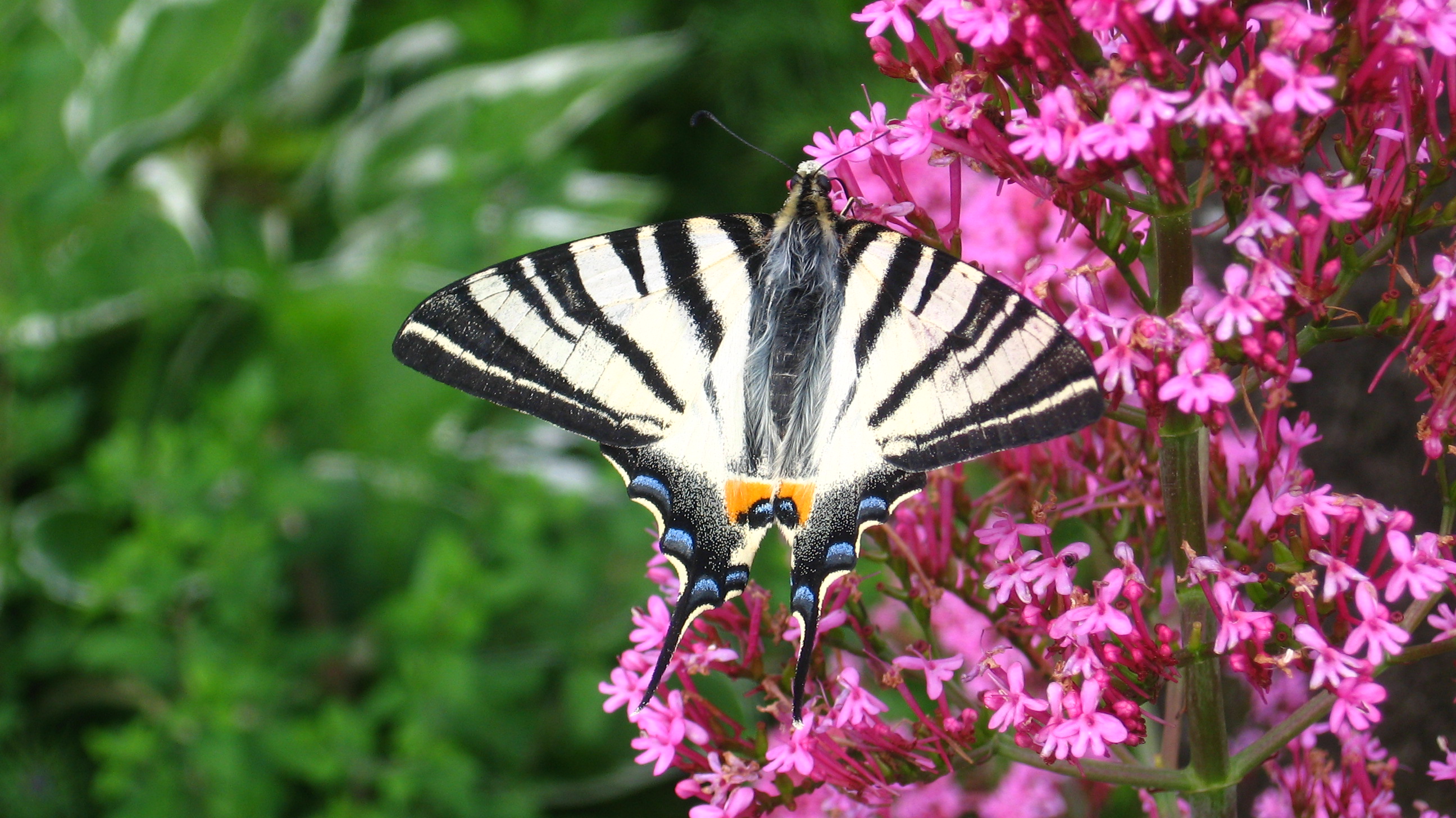 Fonds d'cran Animaux Insectes - Papillons 