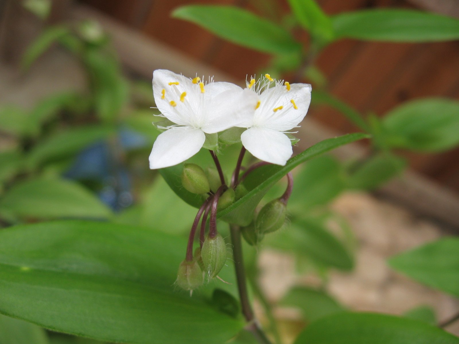 Fonds d'cran Nature Fleurs 