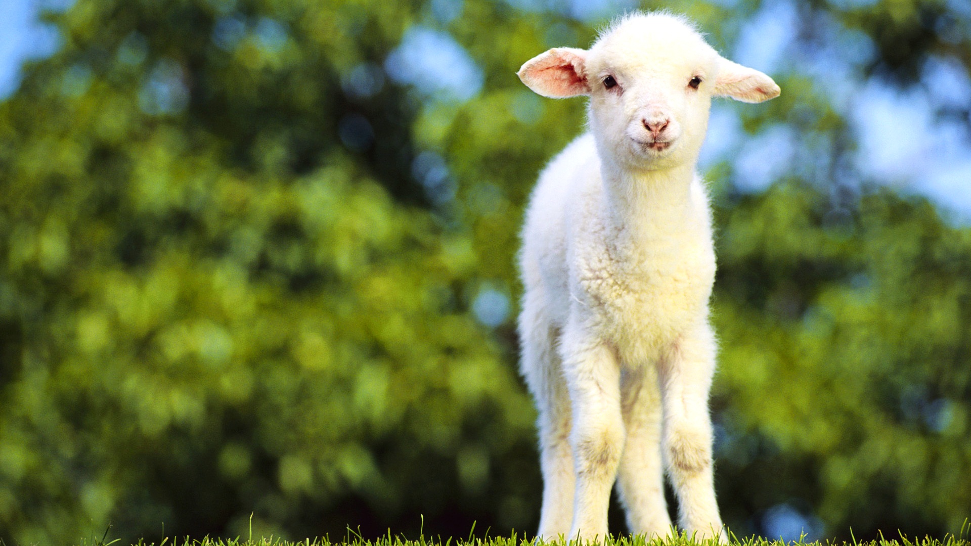 Wallpapers Animals Sheeps 