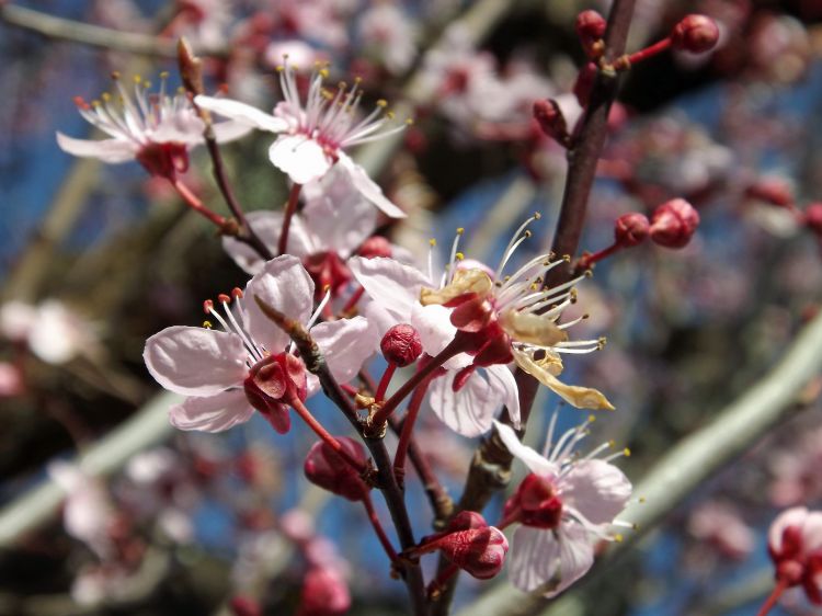 Wallpapers Nature Flowers le printemps est arrivé