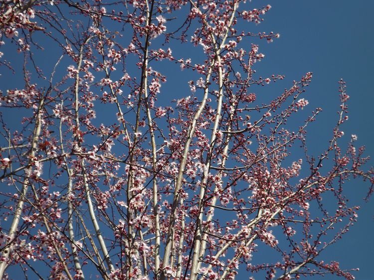 Wallpapers Nature Flowers le printemps est arrivé